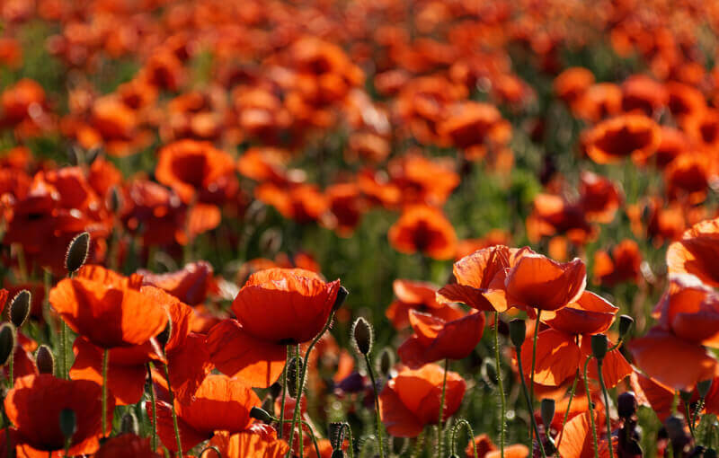 Brandenburger Jakobswege